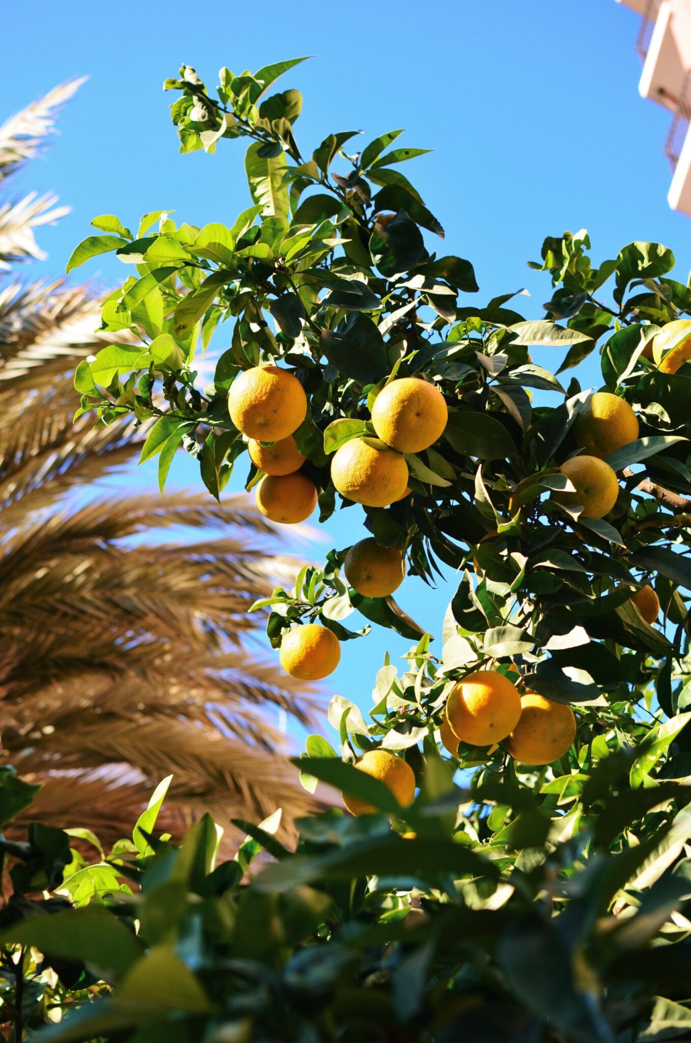 Palmy i pomarańcze w Walencji