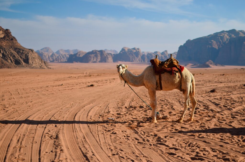 Wadi Rum wielbłąd