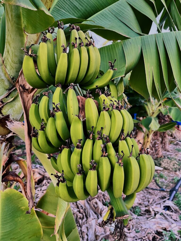 Plantacja bananów Cypr
