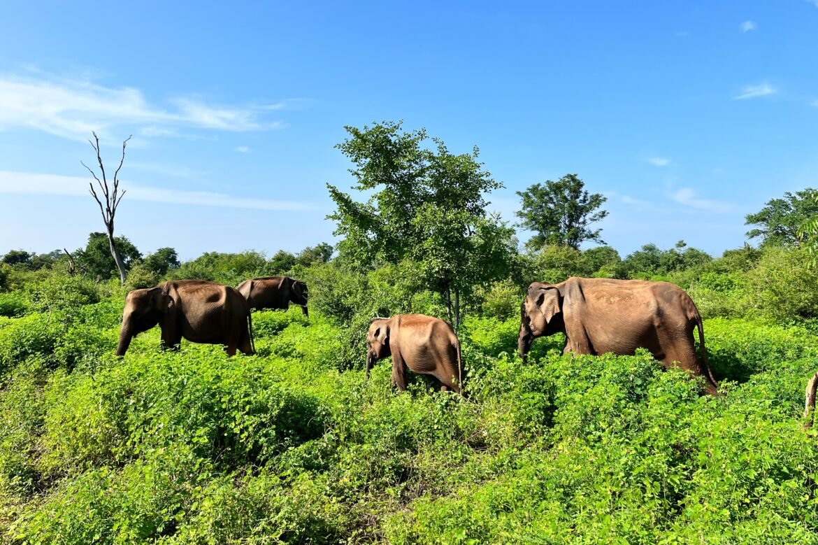 Słonie Sri Lanka