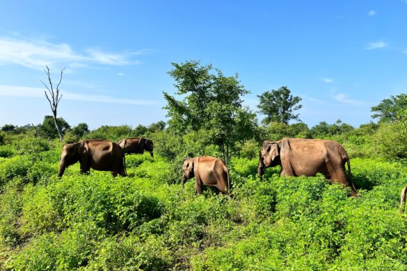 Słonie Sri Lanka