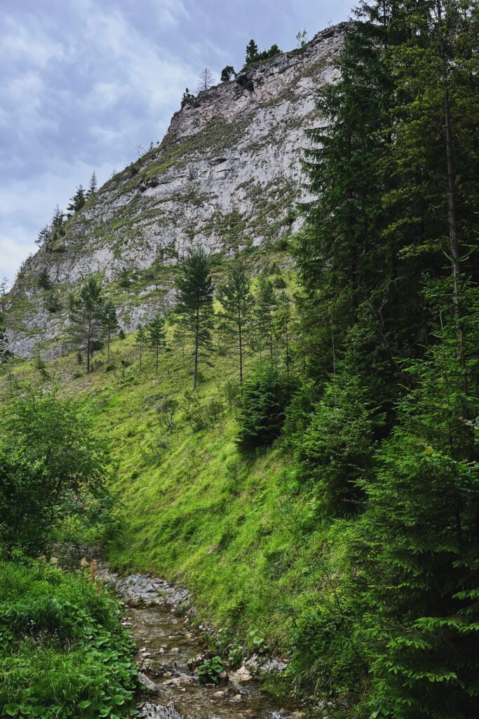 Wąwóz Homole Pieniny