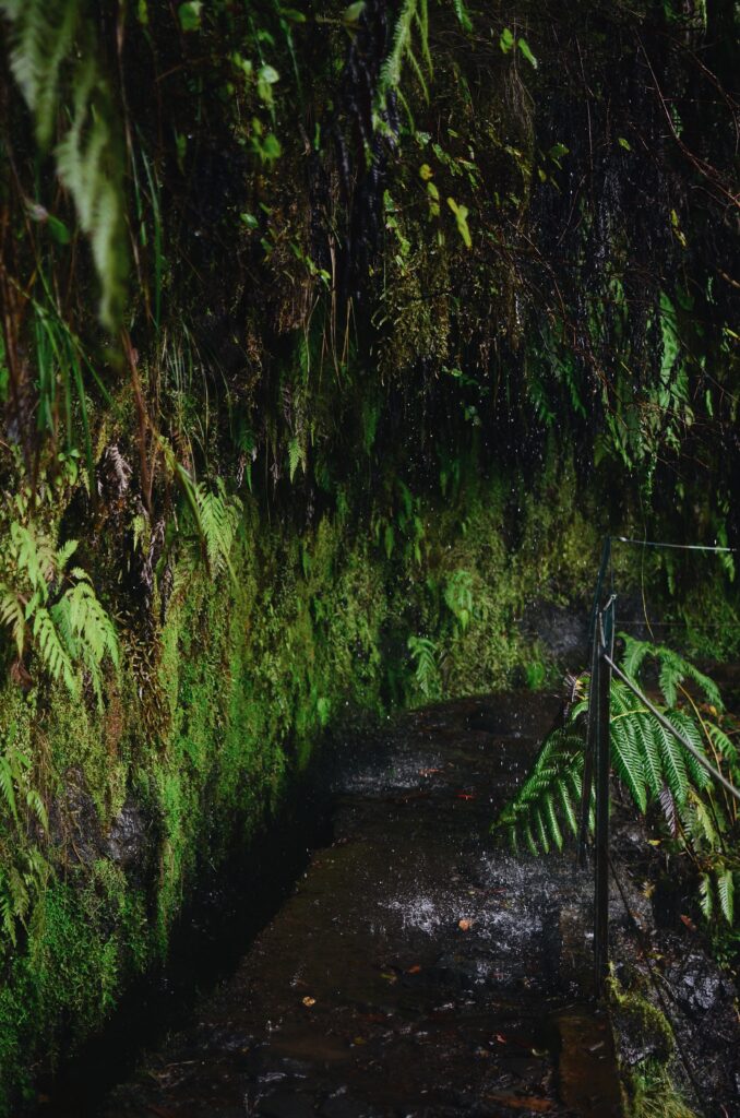 Levada do Caldeirão Verde