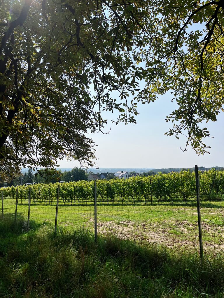 Winnica w Krakowie