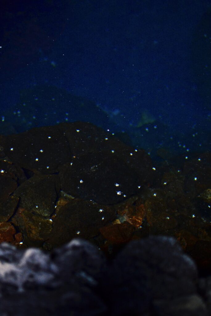 Jamoes del Agua kraby