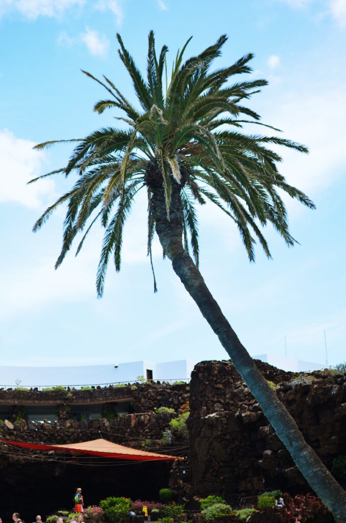 Jamoes del Agua Lanzarote