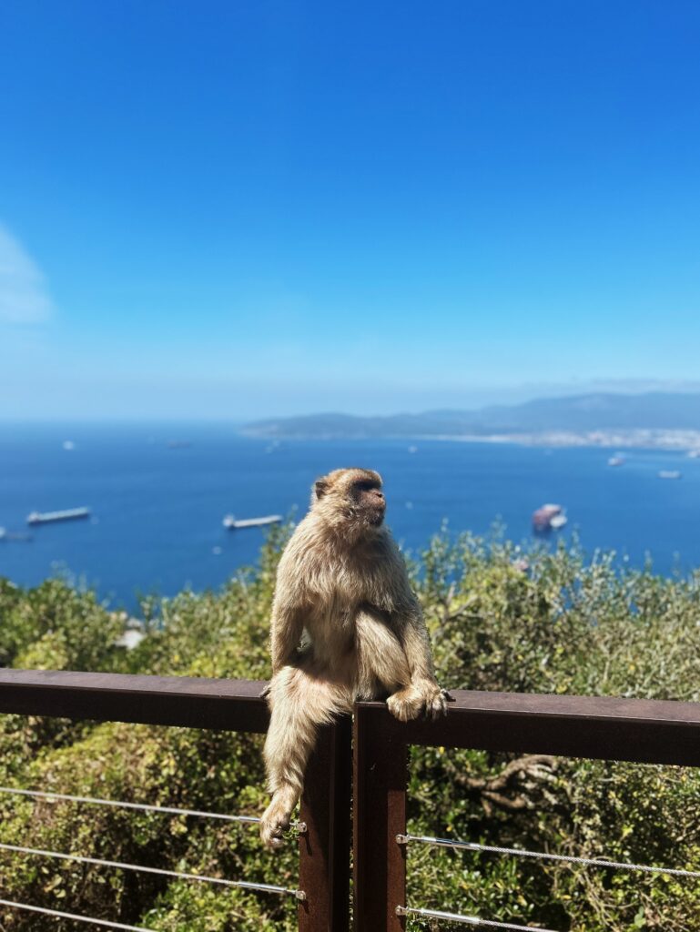 Gibraltar małpki