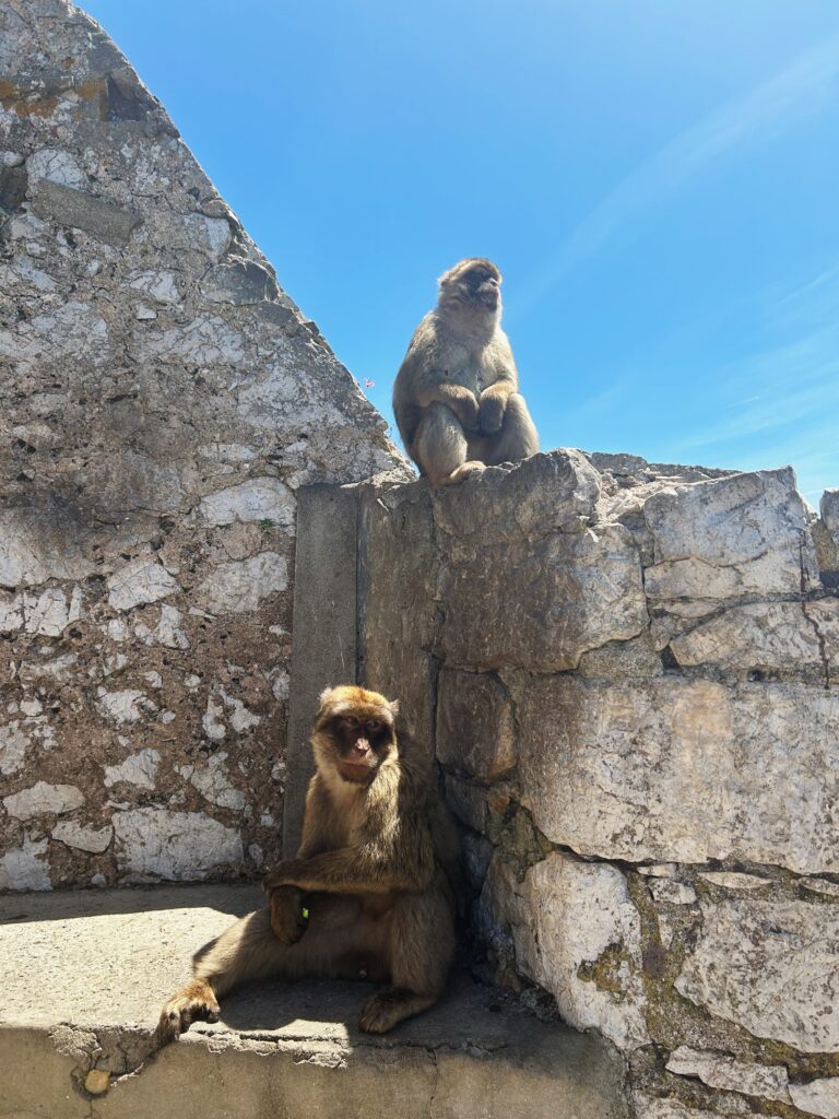 Gibraltar małpki