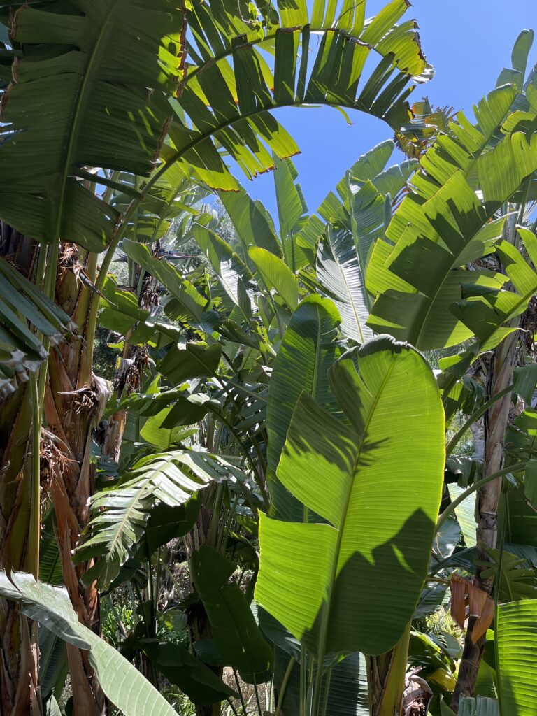 Ogród Botaniczny Gibraltar