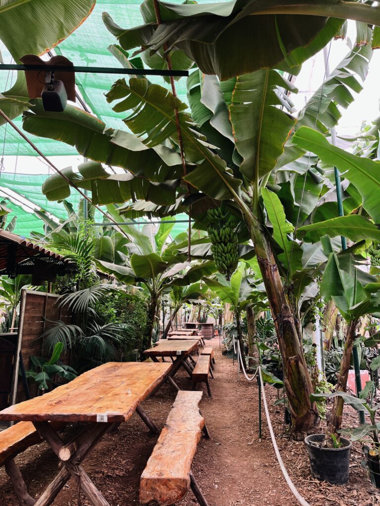 Guachinche El Cordero