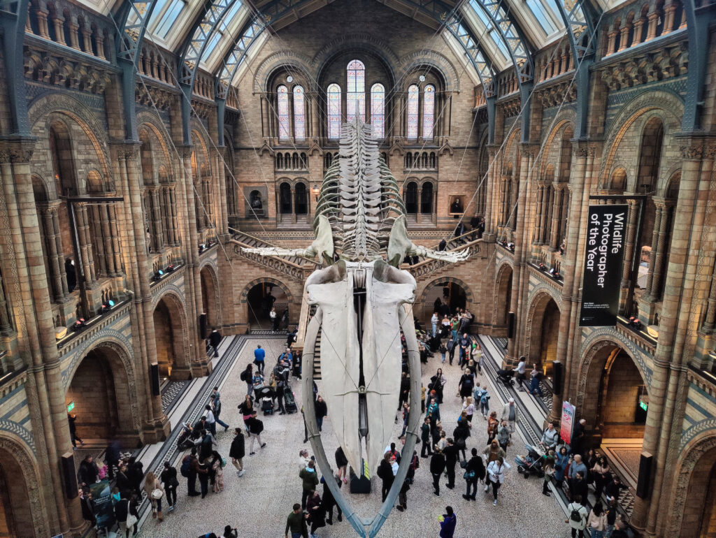 Szkielet w Muzeum Historii Naturalnej w Londynie